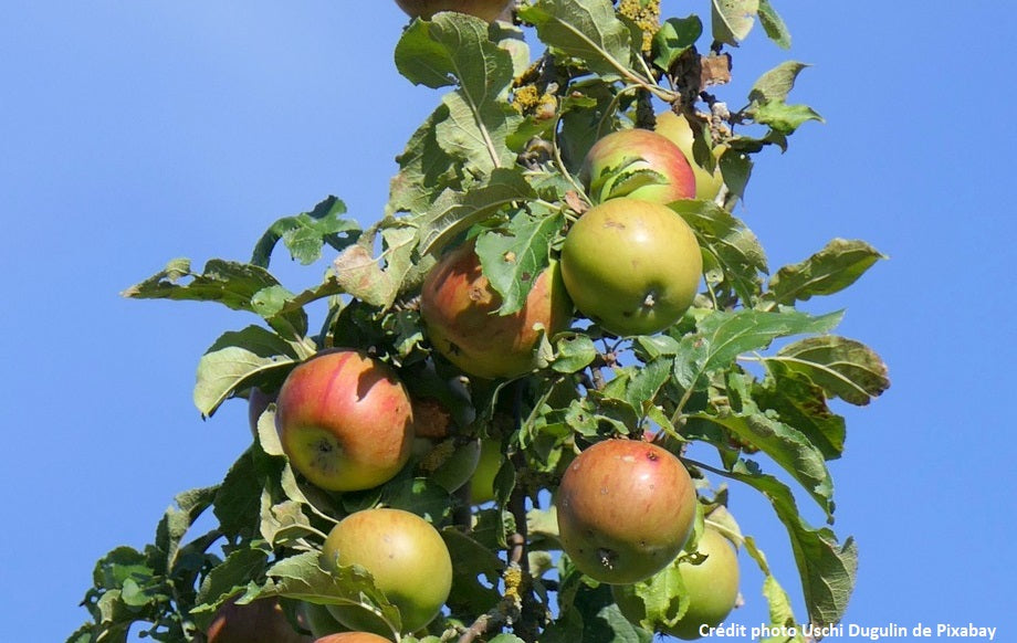 Pommier "Figuier"