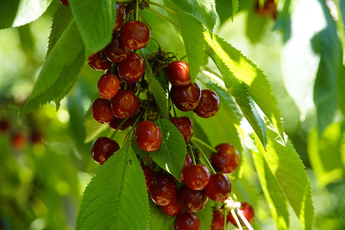 Cerisier 'Kordia'