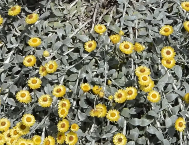 Immortelle à feuilles argentées (Helichrysum argyrophyllum)