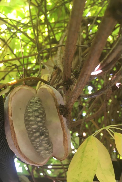 Vigne chocolat "red" (Akebia quinata)