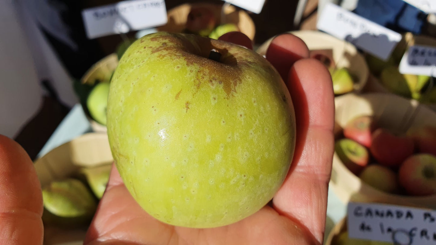 Pommier sur M111 "Sainte germaine"// "Lombard"// "De l'estre"