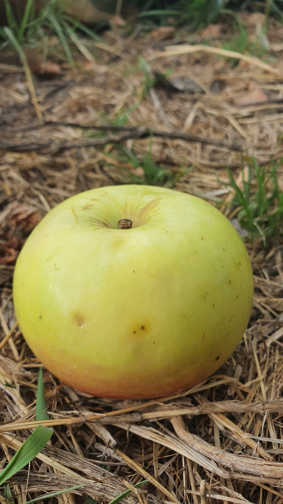Pommier "Lucas Blanc"