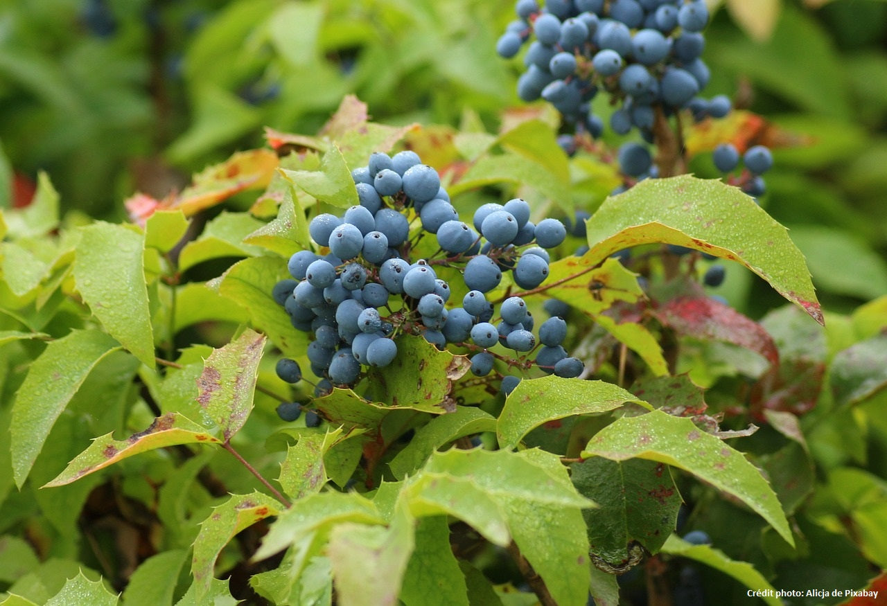 Mahonia à feuille de houx