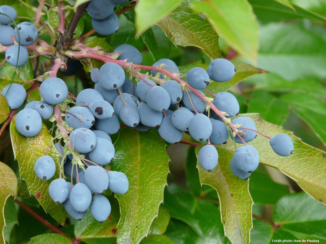 Mahonia à feuille de houx