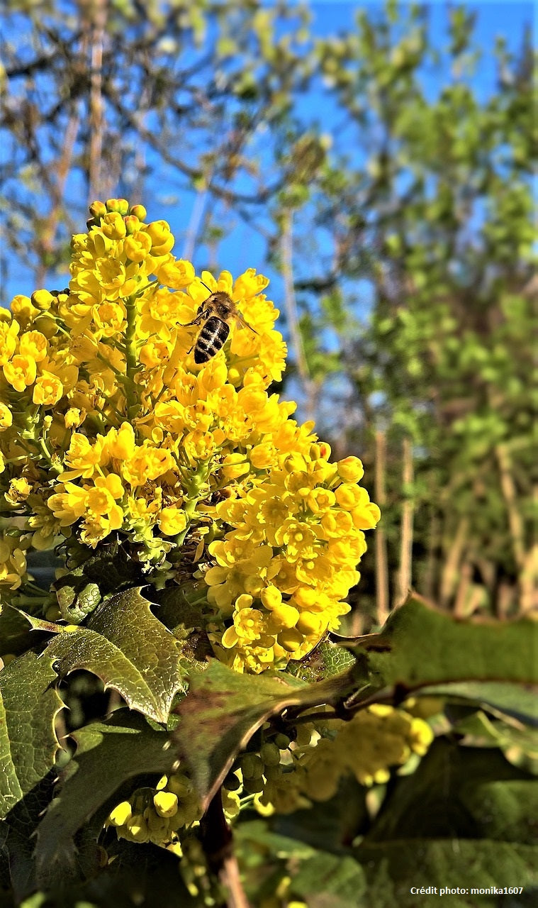 Mahonia à feuille de houx