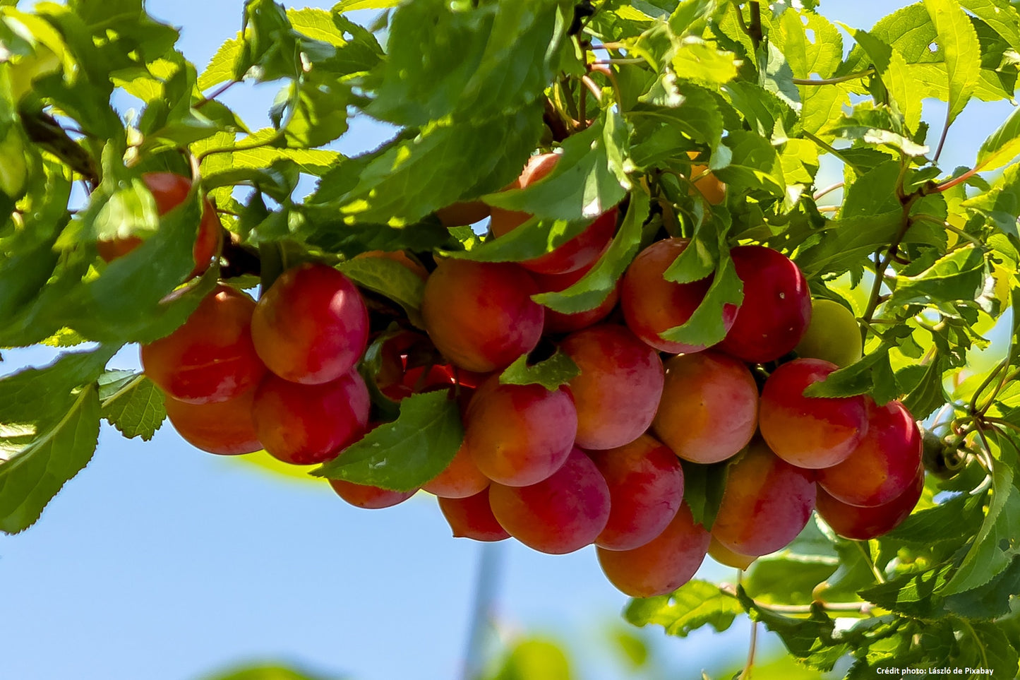 Prunier "Mirabelle de nancy"