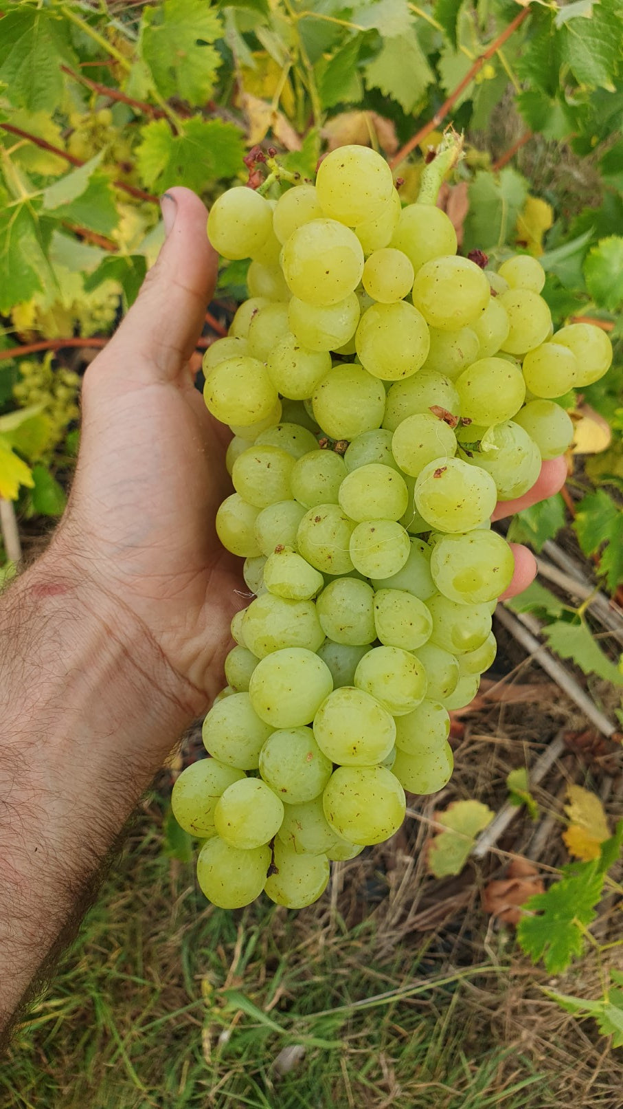 Raisin de table blanc "chasselas doré"