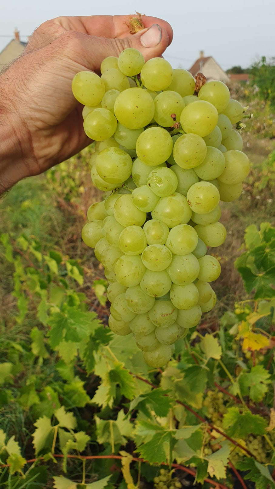 Raisin de table blanc "chasselas doré"