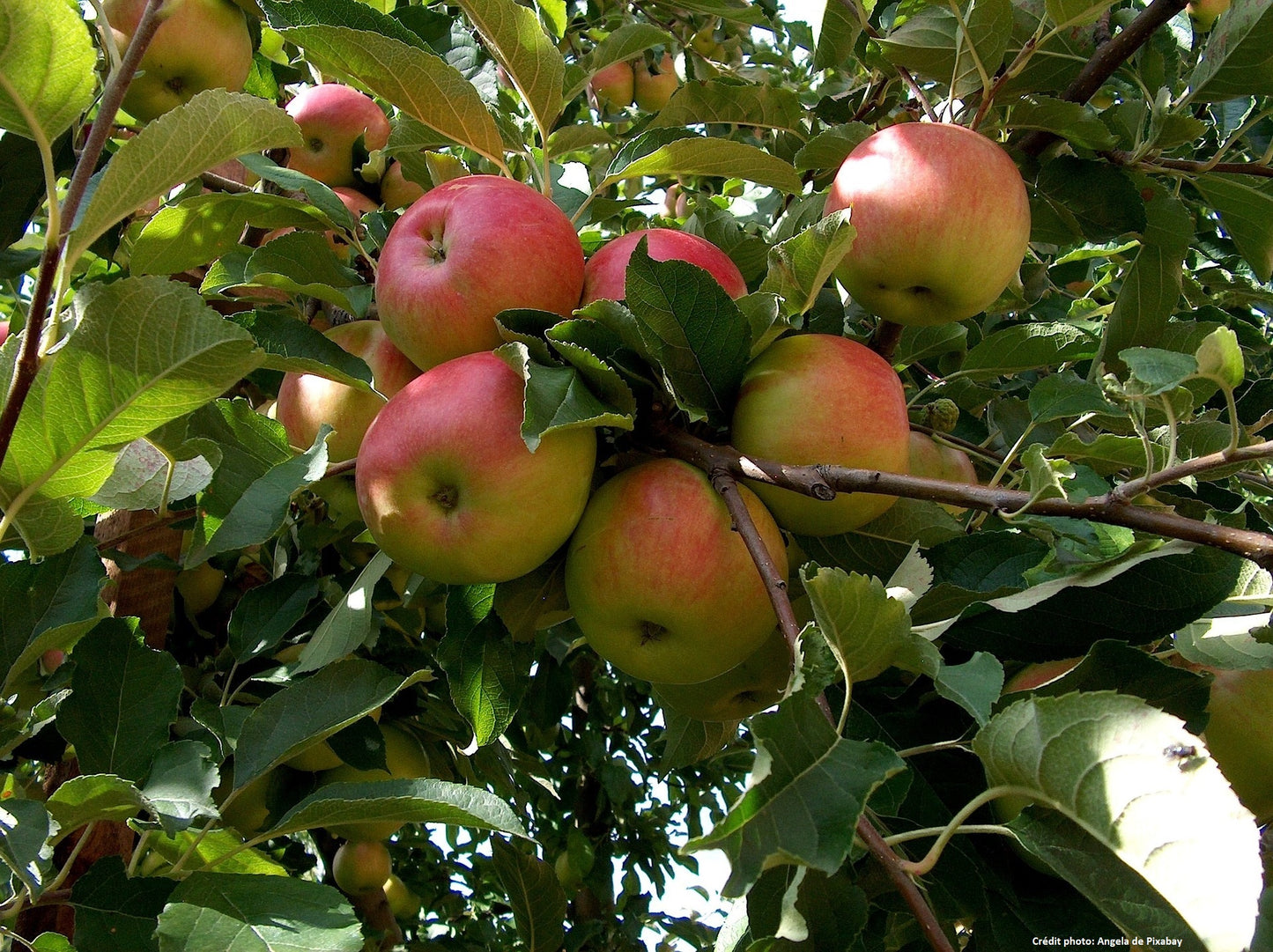 Pommier "Orange de blenheim"// "Reinette de Blenheim"//