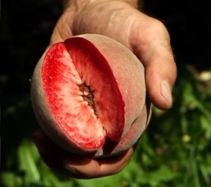 Pêcher "Sanguine de savoie"