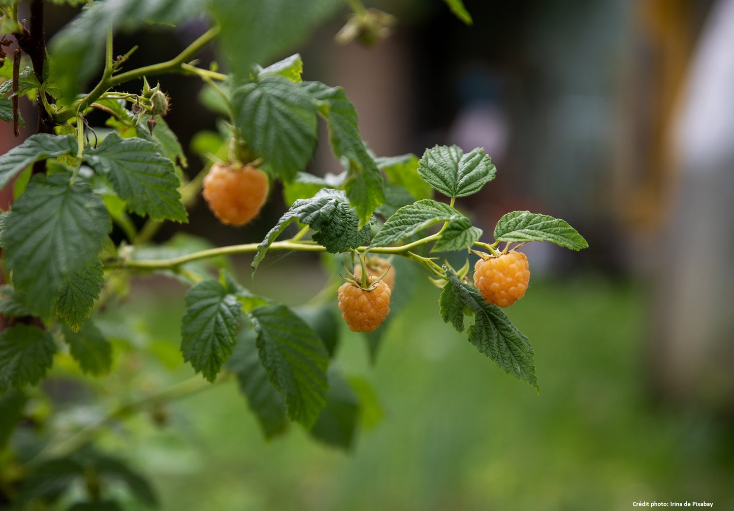 Framboisier orange (Rubus ideaus)