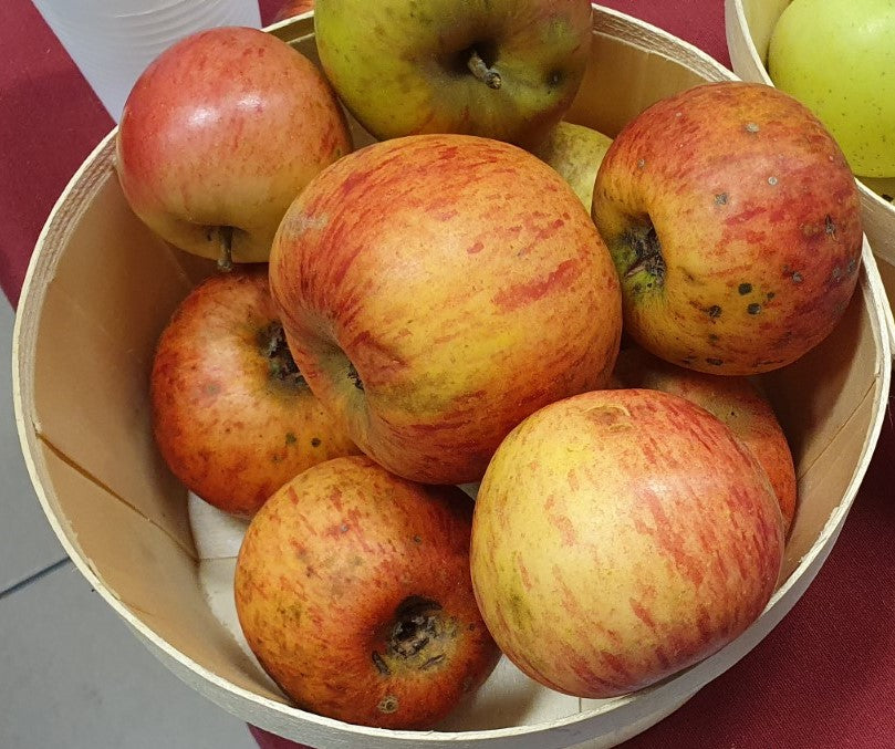 Pommier "Reine des reinettes" (pollinisateur universel)