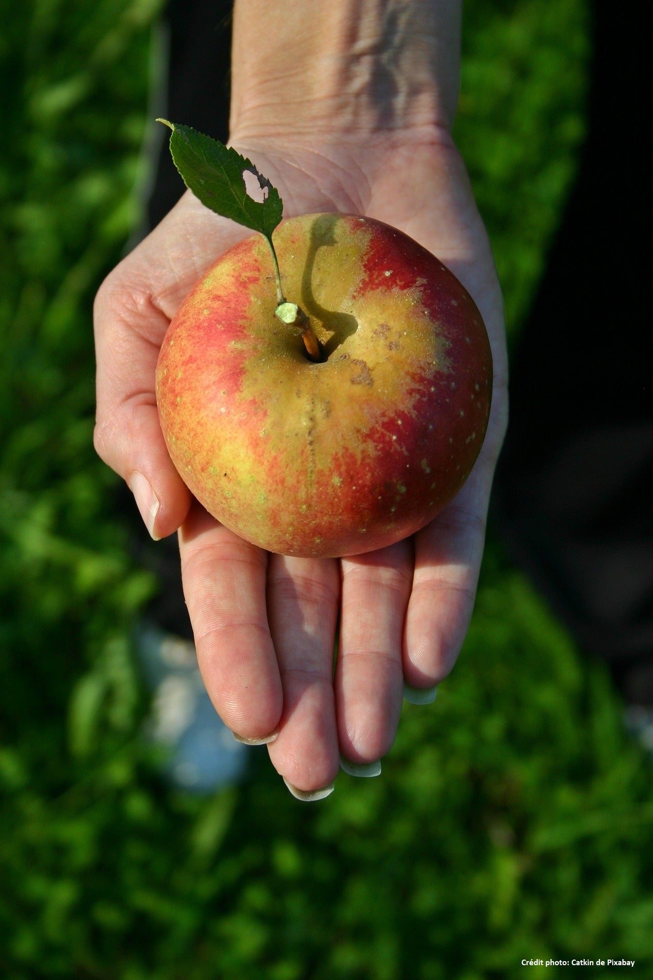 Pommier sur M26 "Reinette de Caux"