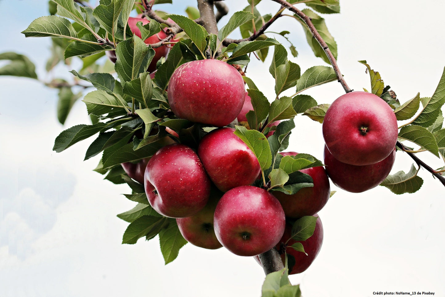 Pommier "Rouge d'agnat"// "d'amour"