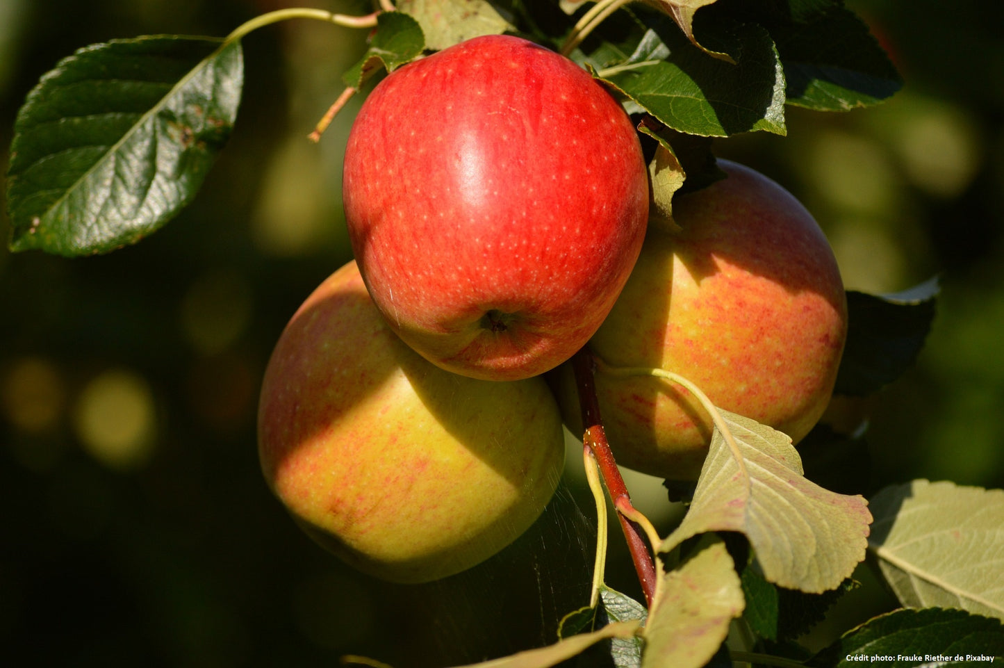 Pommier "Rouge de Domaize"