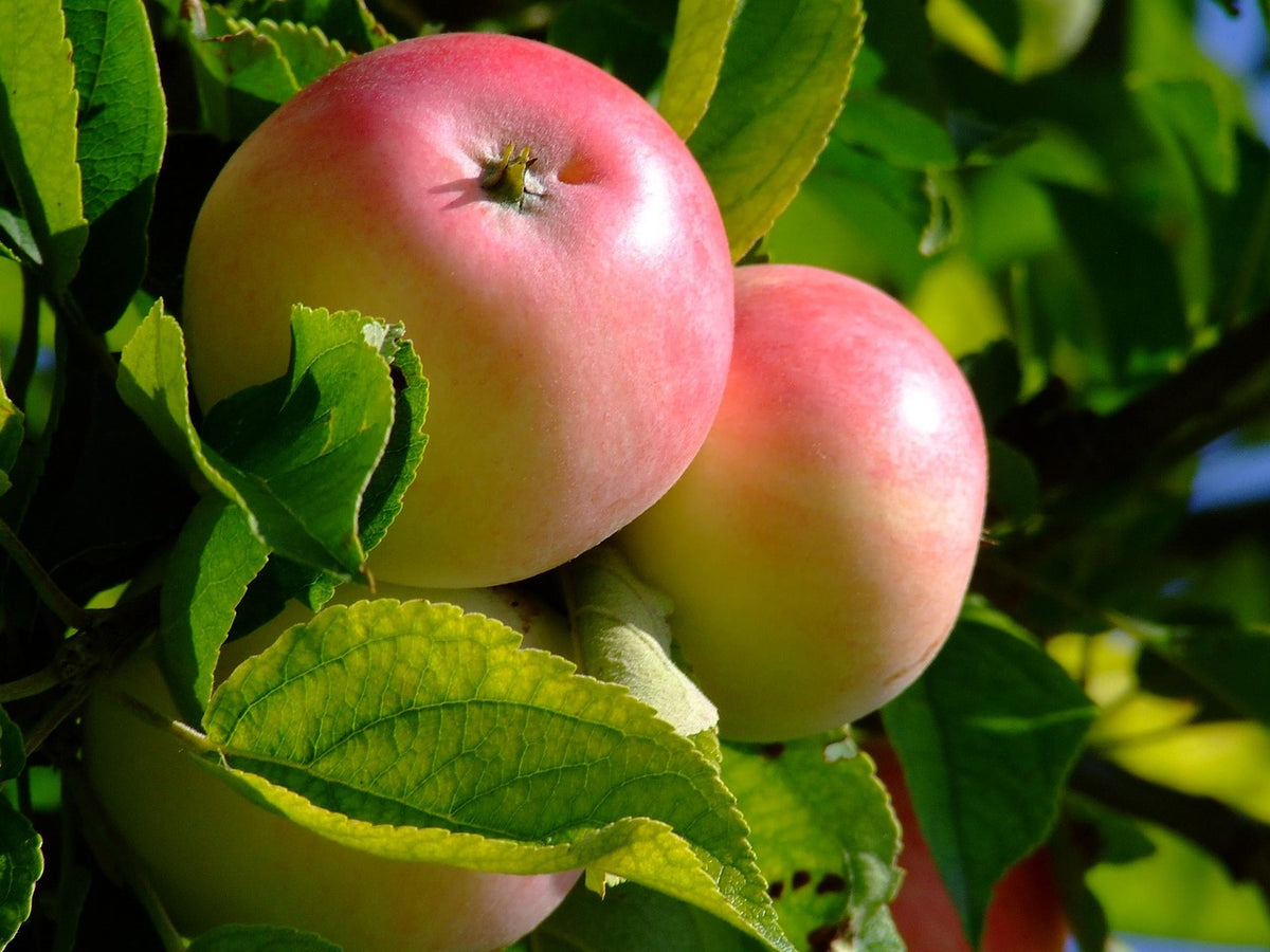 Pommier 'Sans graine'