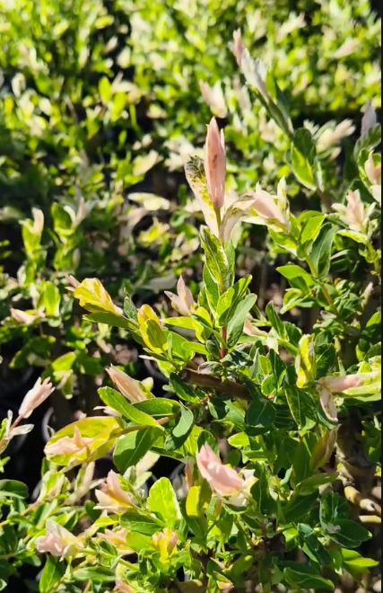 Saule Crevette (Salix Integra Hakuro Nishiki)
