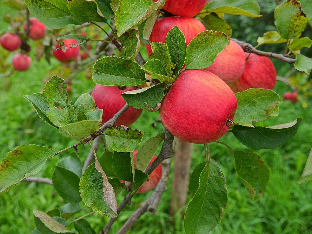Pommier 'Stark delicious'
