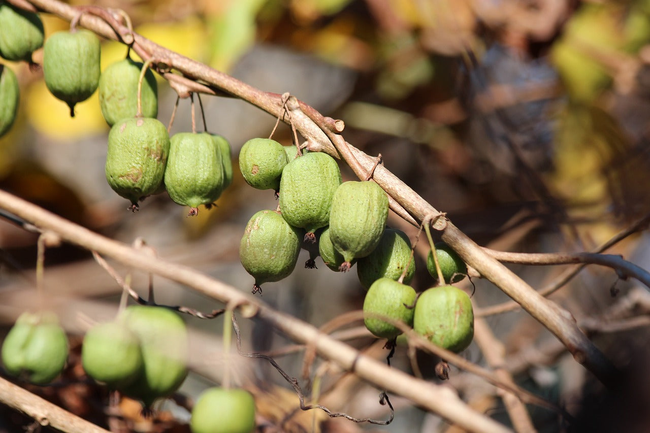 Kiwi arctique femelle (actinidia kolomikta)