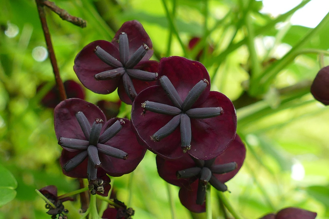 Vigne chocolat "red" (Akebia quinata)