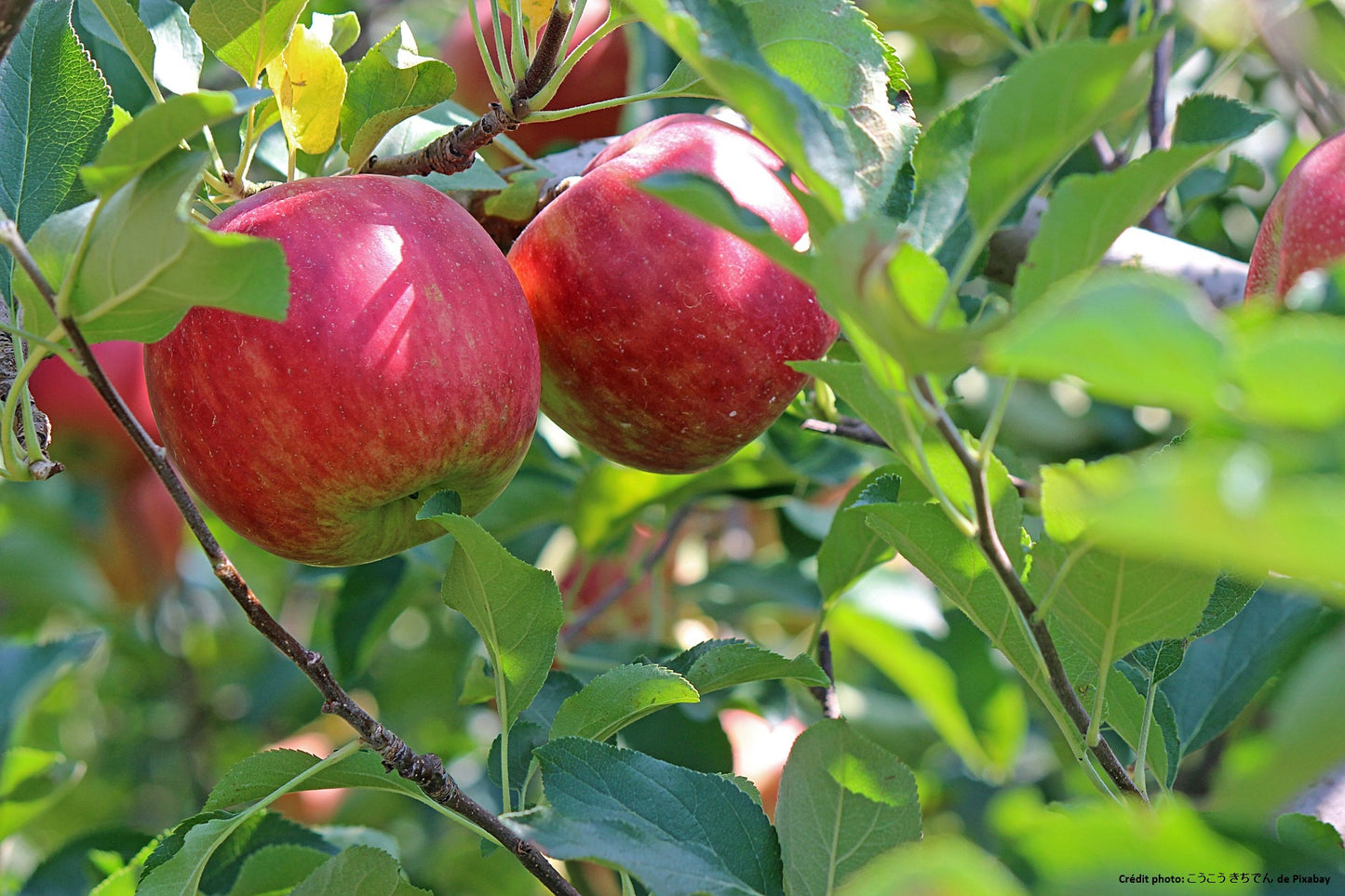 Pommier "résistant à la tavelure" 4