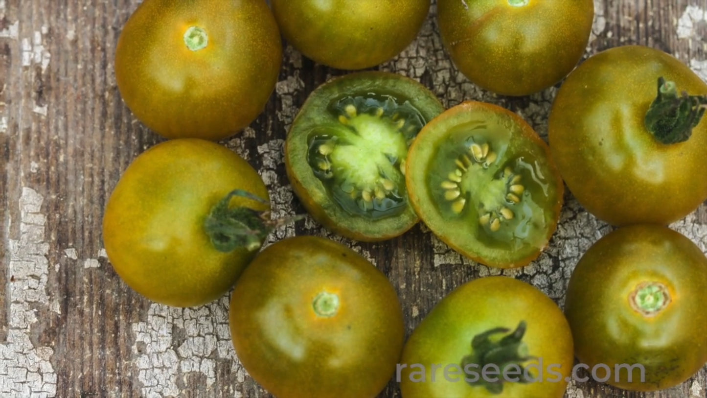 Tomate "Green Dr Frosted