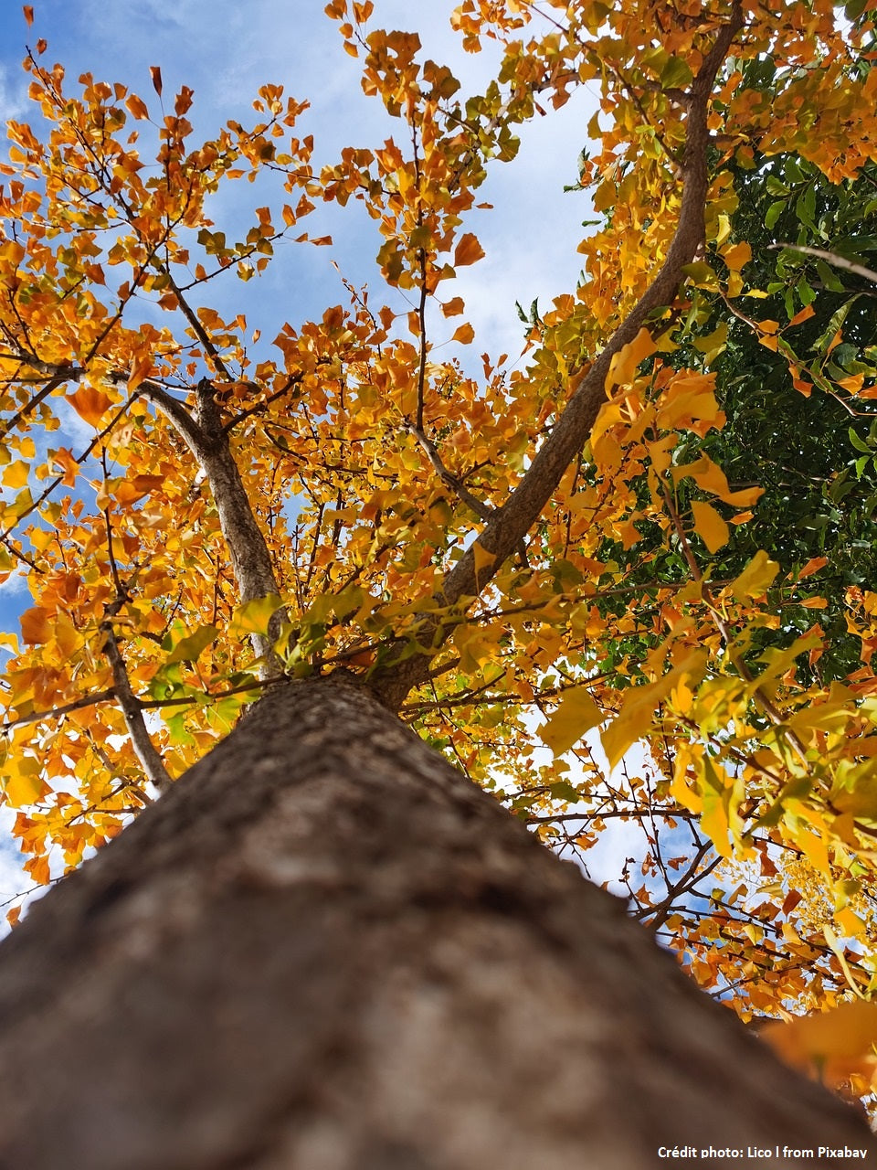 Ginkgo Biloba "Menhir"