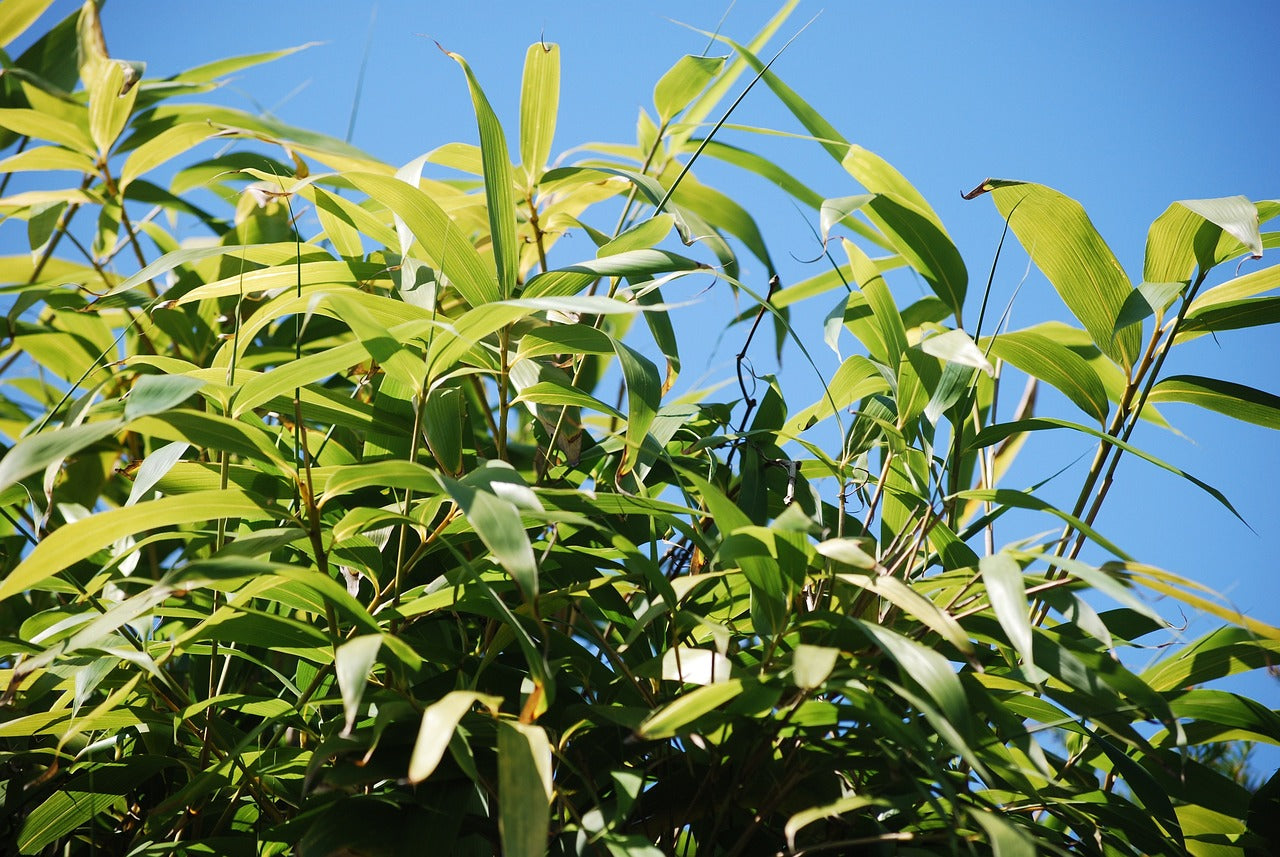 Bambou non envahissant "Campbell" (fargesia robusta)