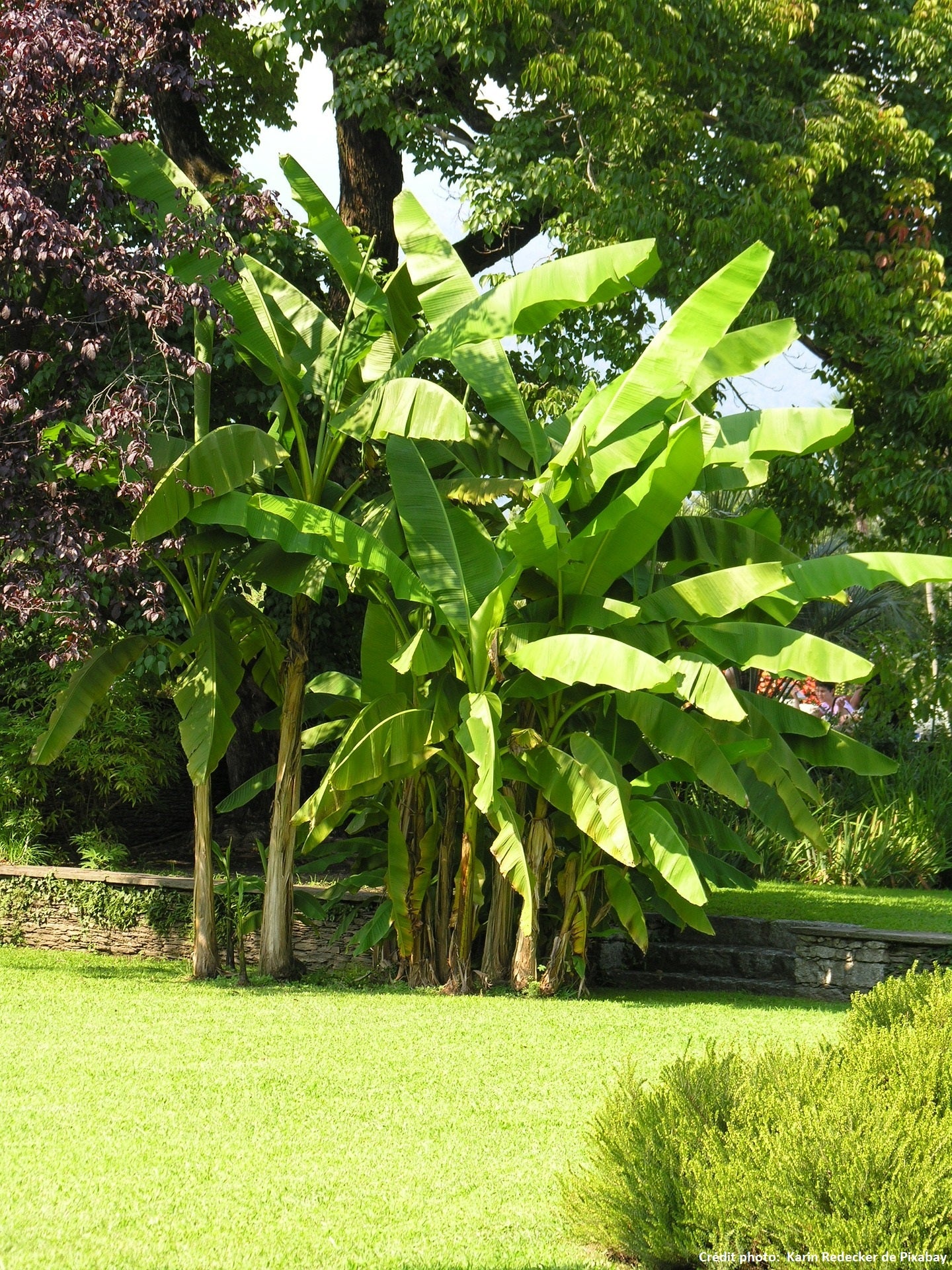 Bananier rustique "Musa Basjoo"