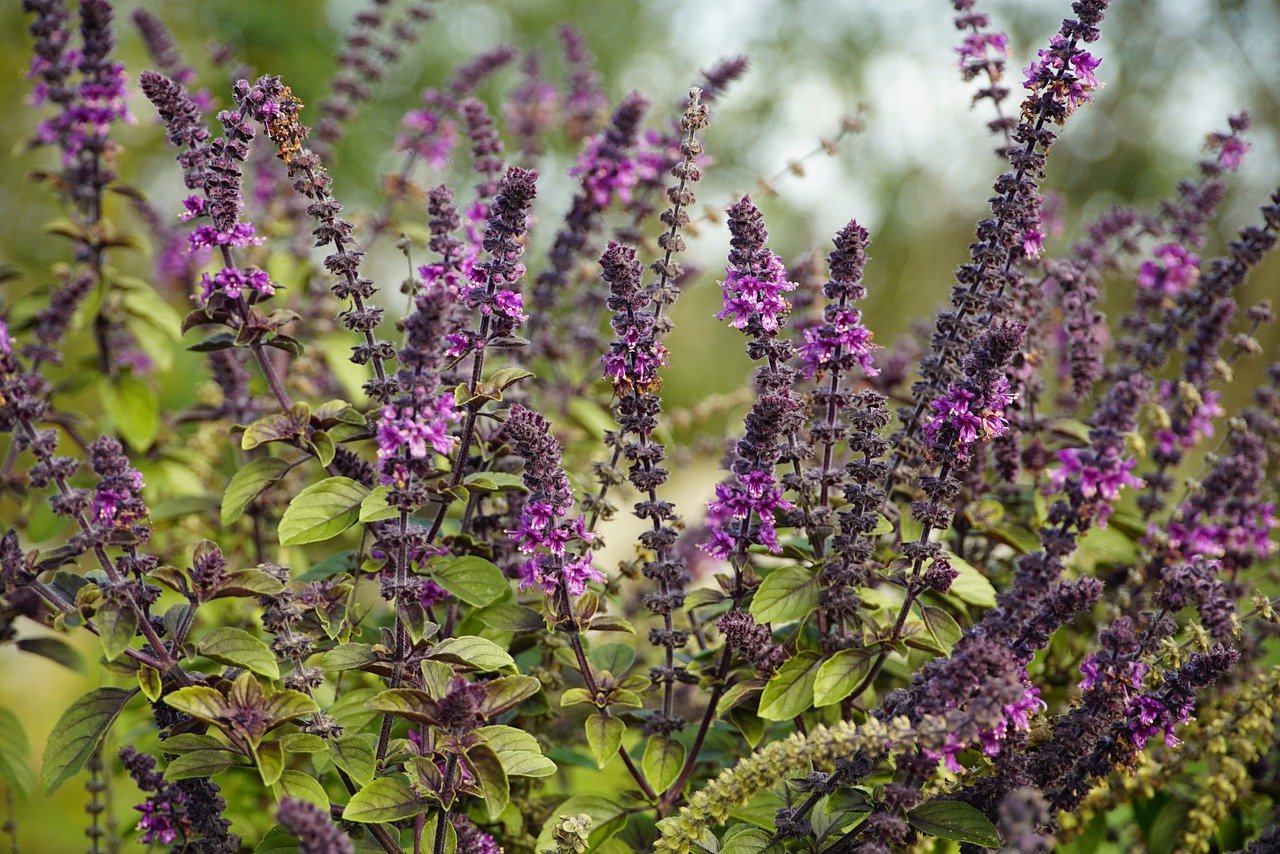 Basilic citron (Ocimum basilicum)