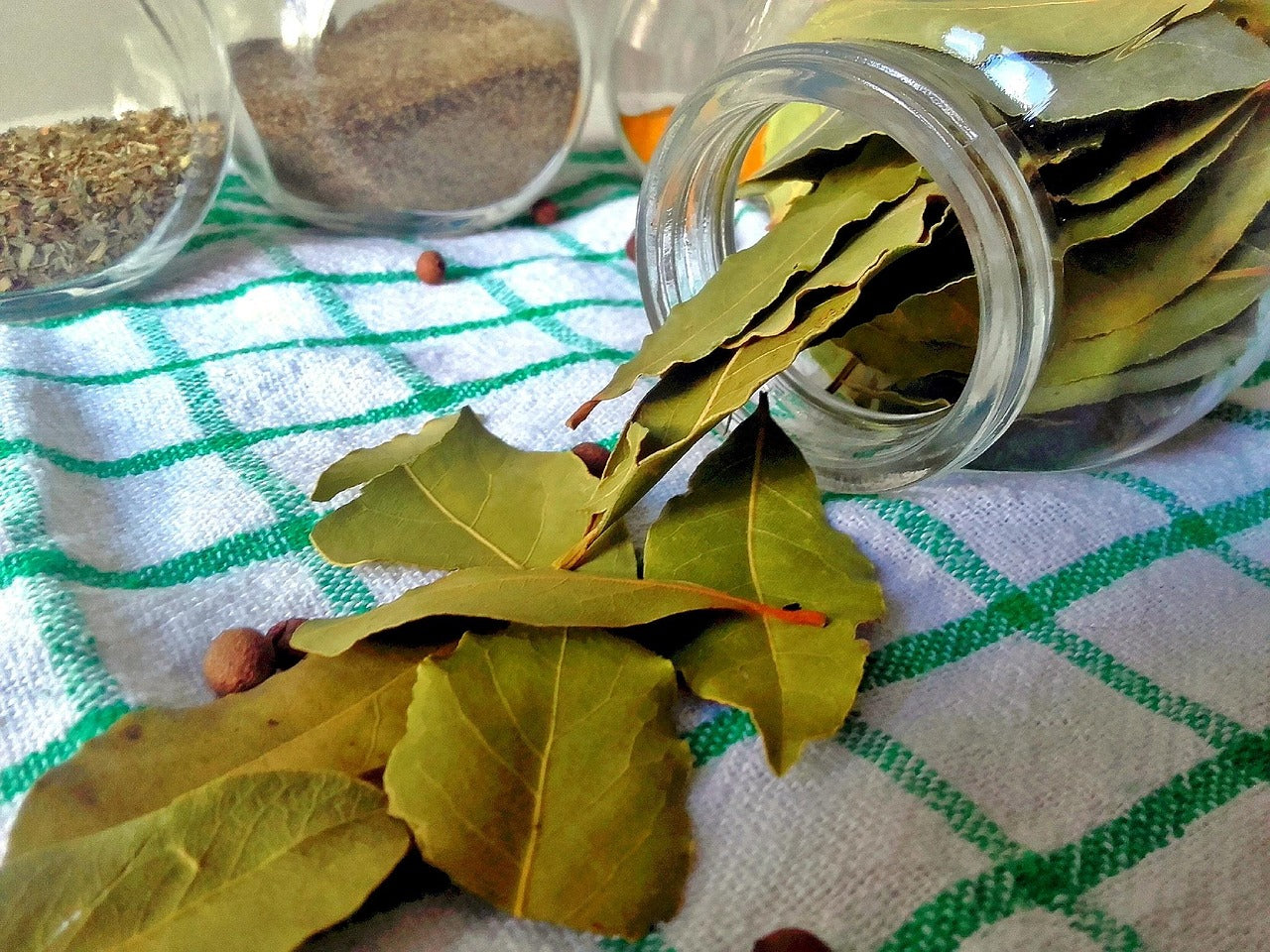 Laurier sauce // Laurier noble (Laurus nobilis)