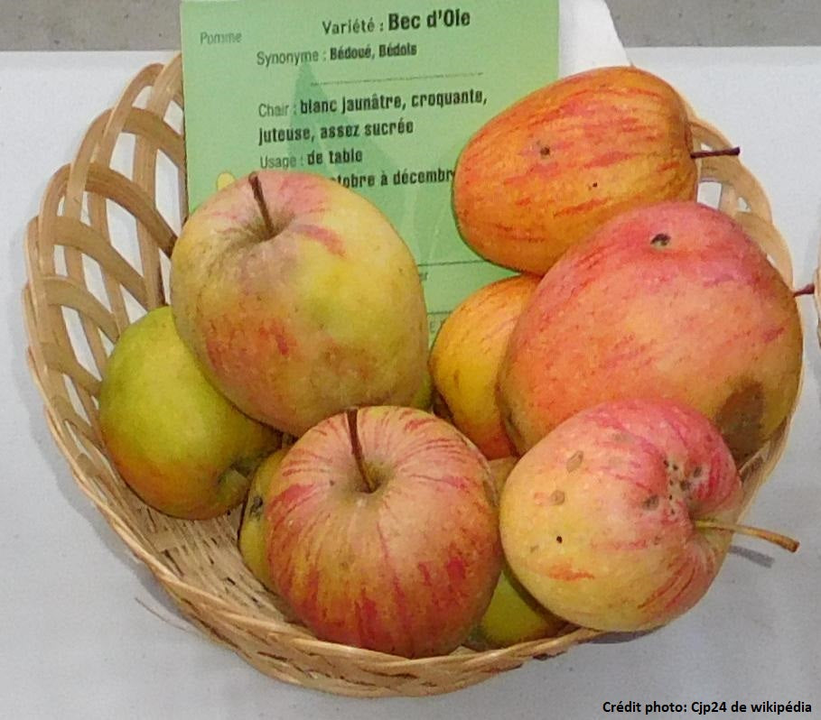 Pommier "Bec d'oie"