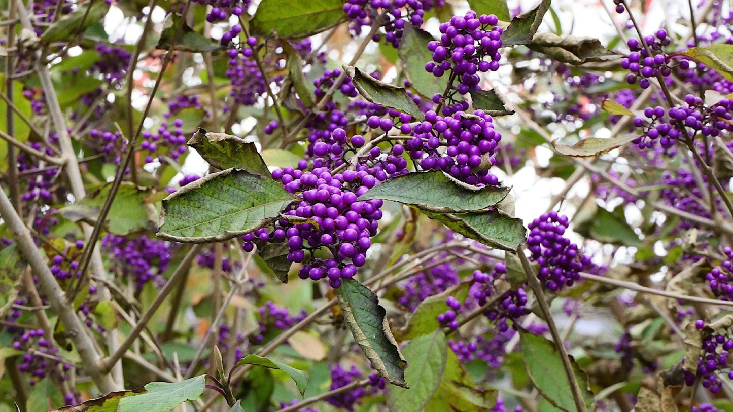 Arbuste aux bonbons "profusion" – Callicarpe de Bodinier (Callicarpa bodinieri)