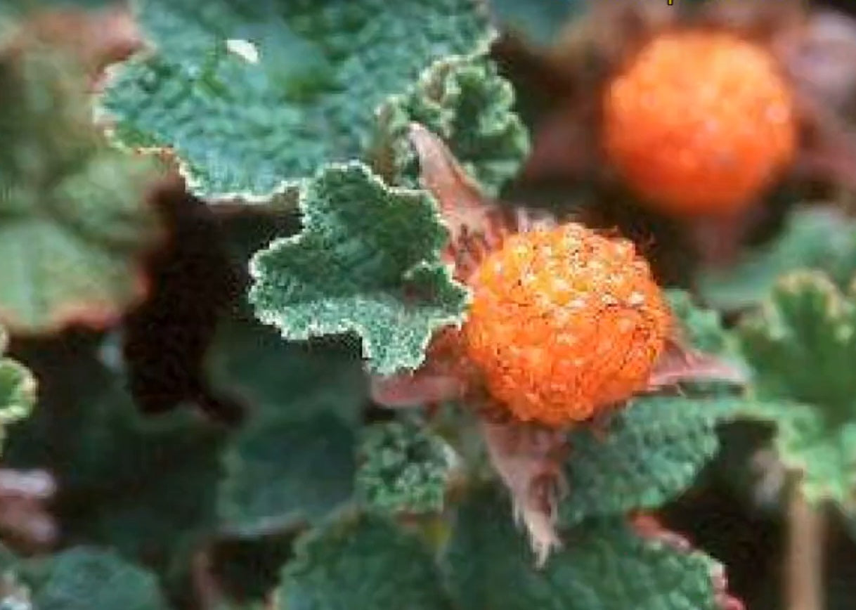 Ronce "betty ashburner"