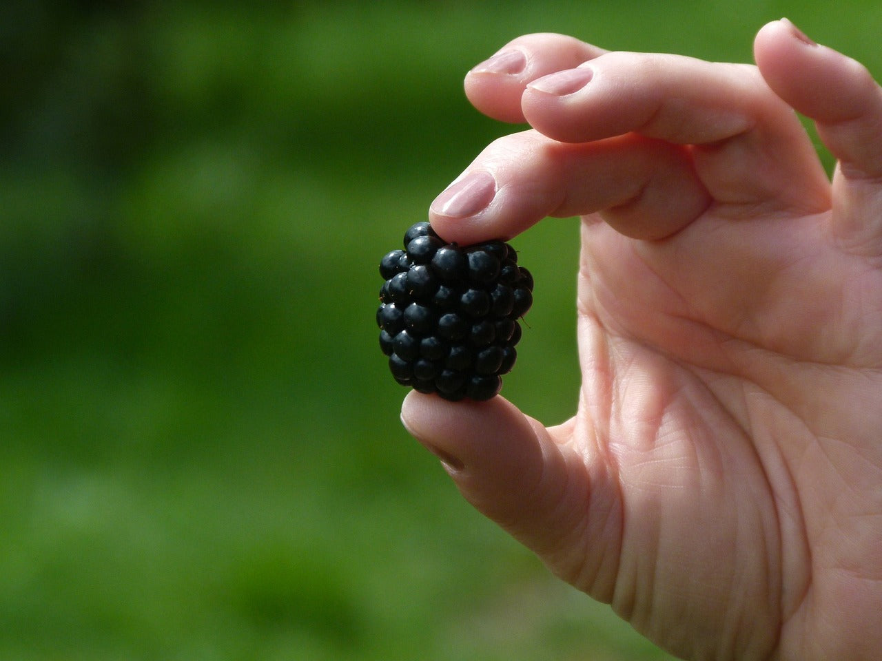 Mûre sans épine à gros fruit "Black satin" (Rubus fruticosus)