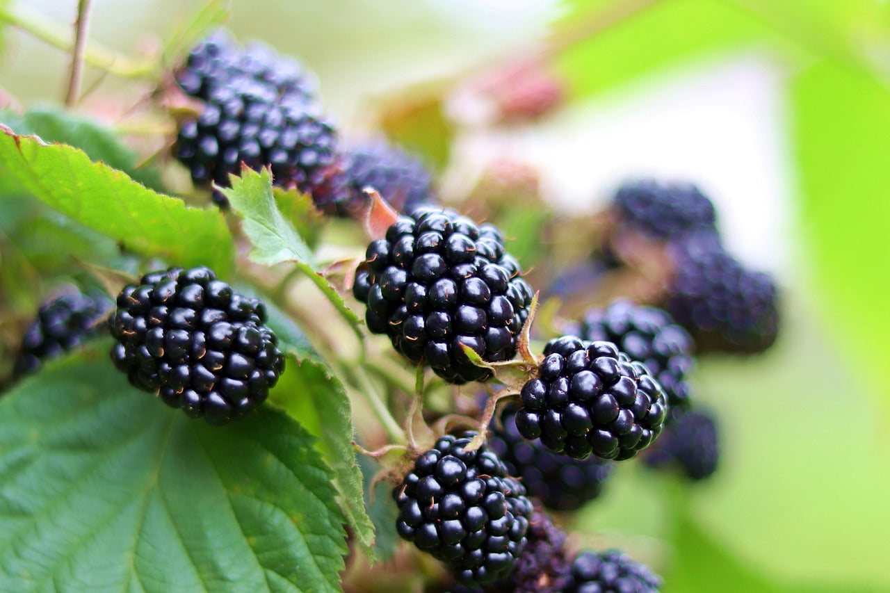 Mûre sans épine à gros fruit "Thornless evergreen" (Rubus fruticosus)