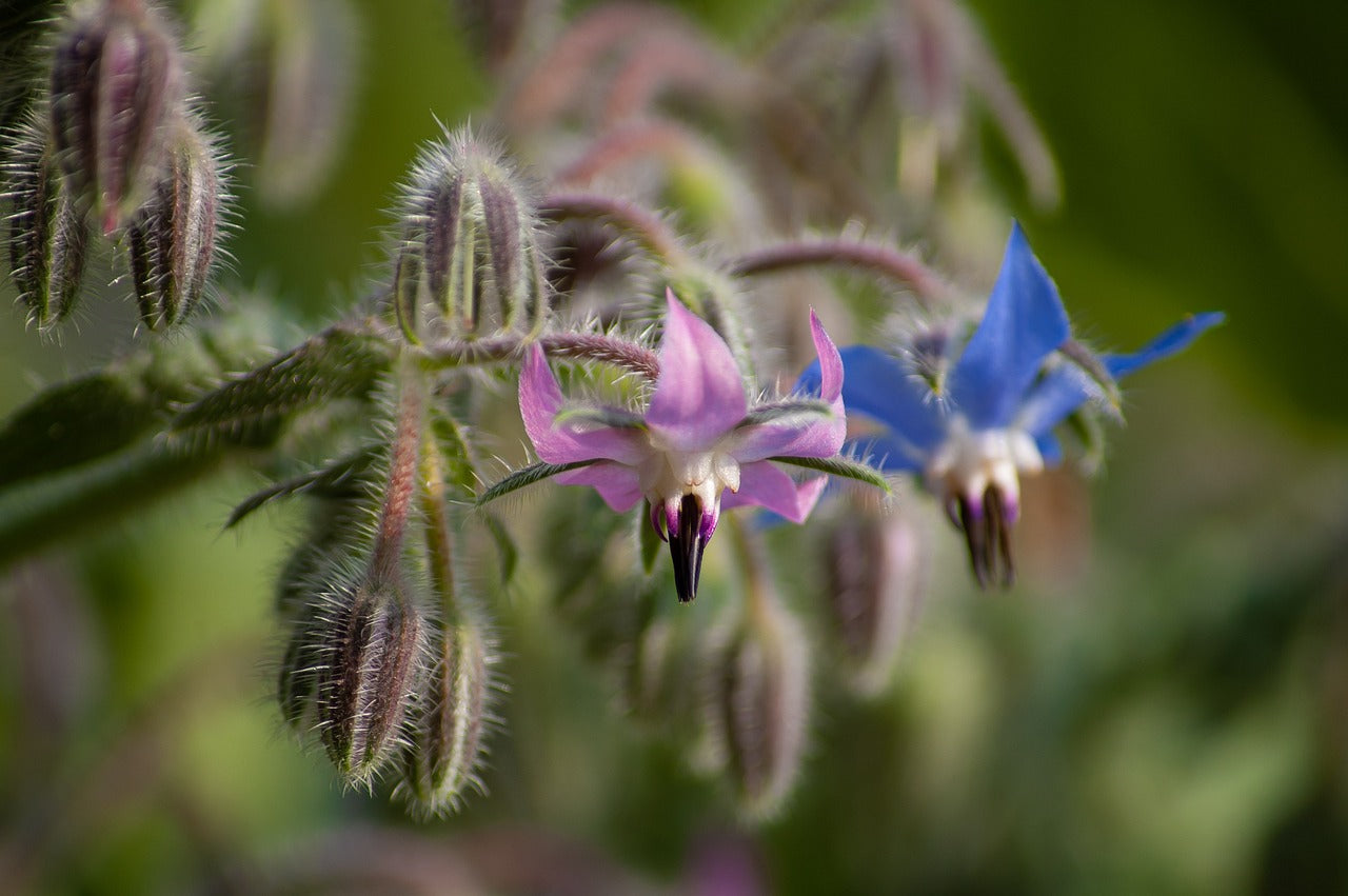 Bourrache (Borago officinalis)