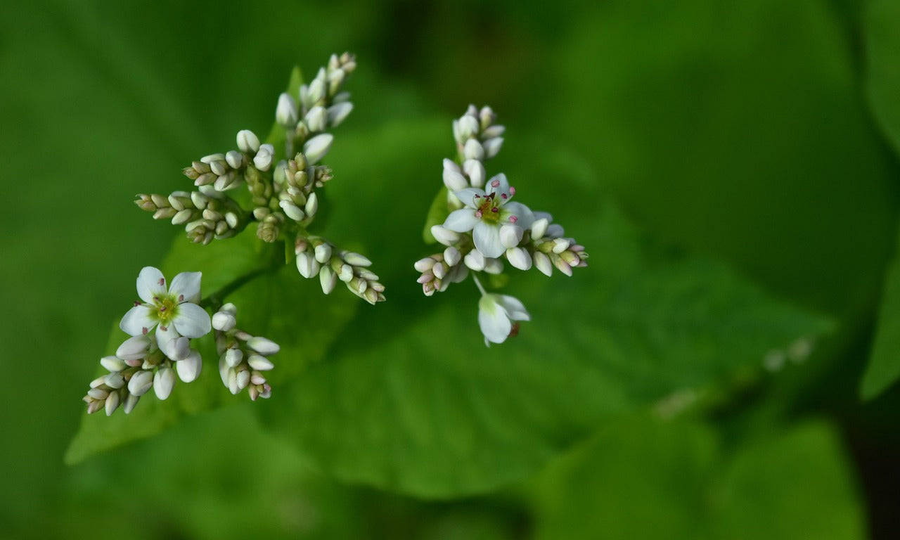 Epinard d'asie// Sarrasin vivace (Fagopyrum Dibotrys)