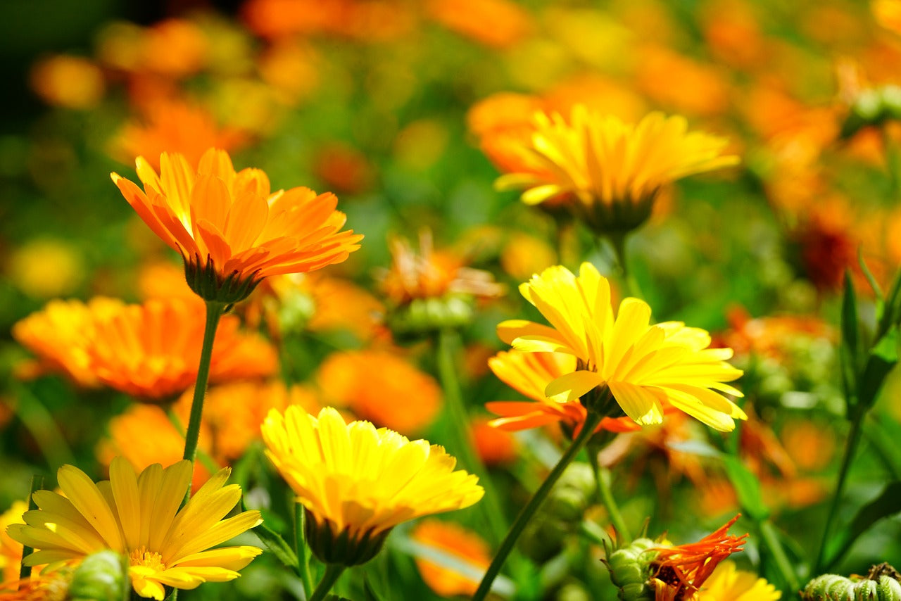 Soucis des jardins // Calendula (Calendula officinalis)