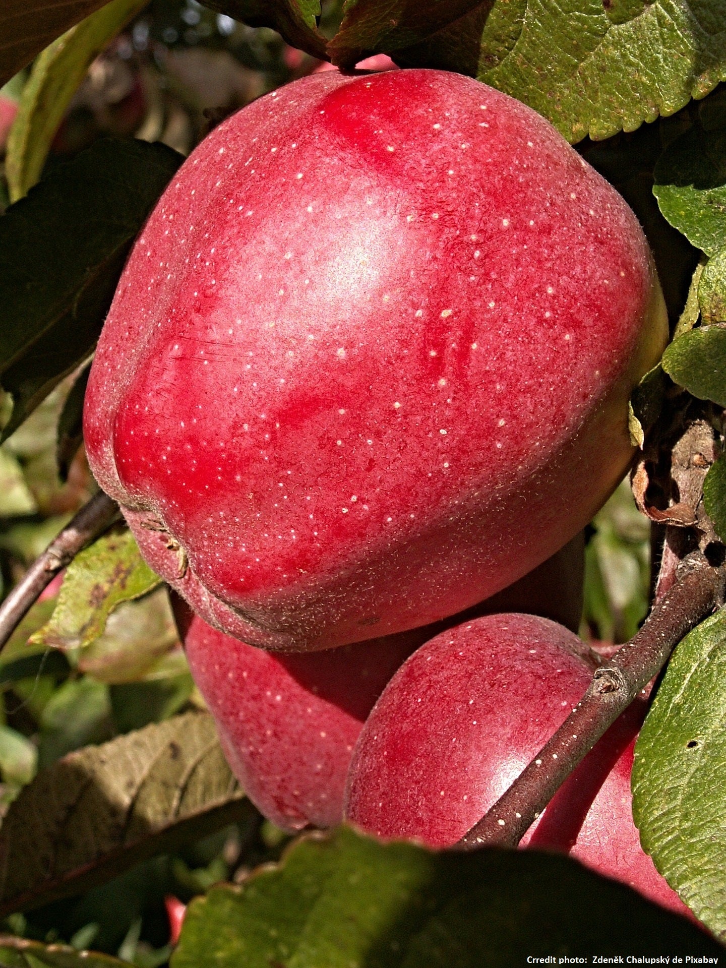 Pommier "Calville rouge"