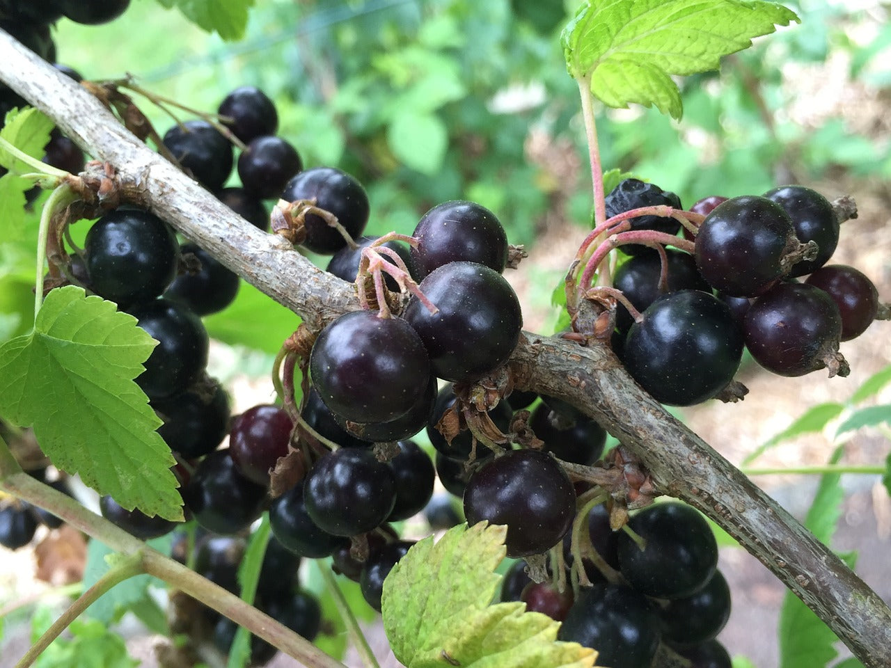 Cassis "goliath"