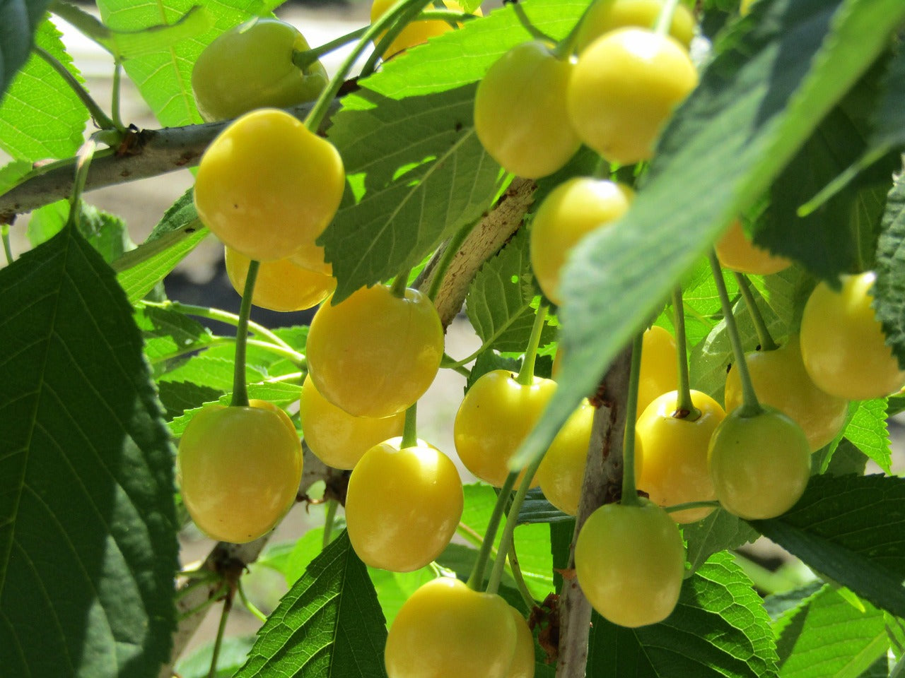 Cerisier bigarreau "Jaune d'harcigny" floraison tardive