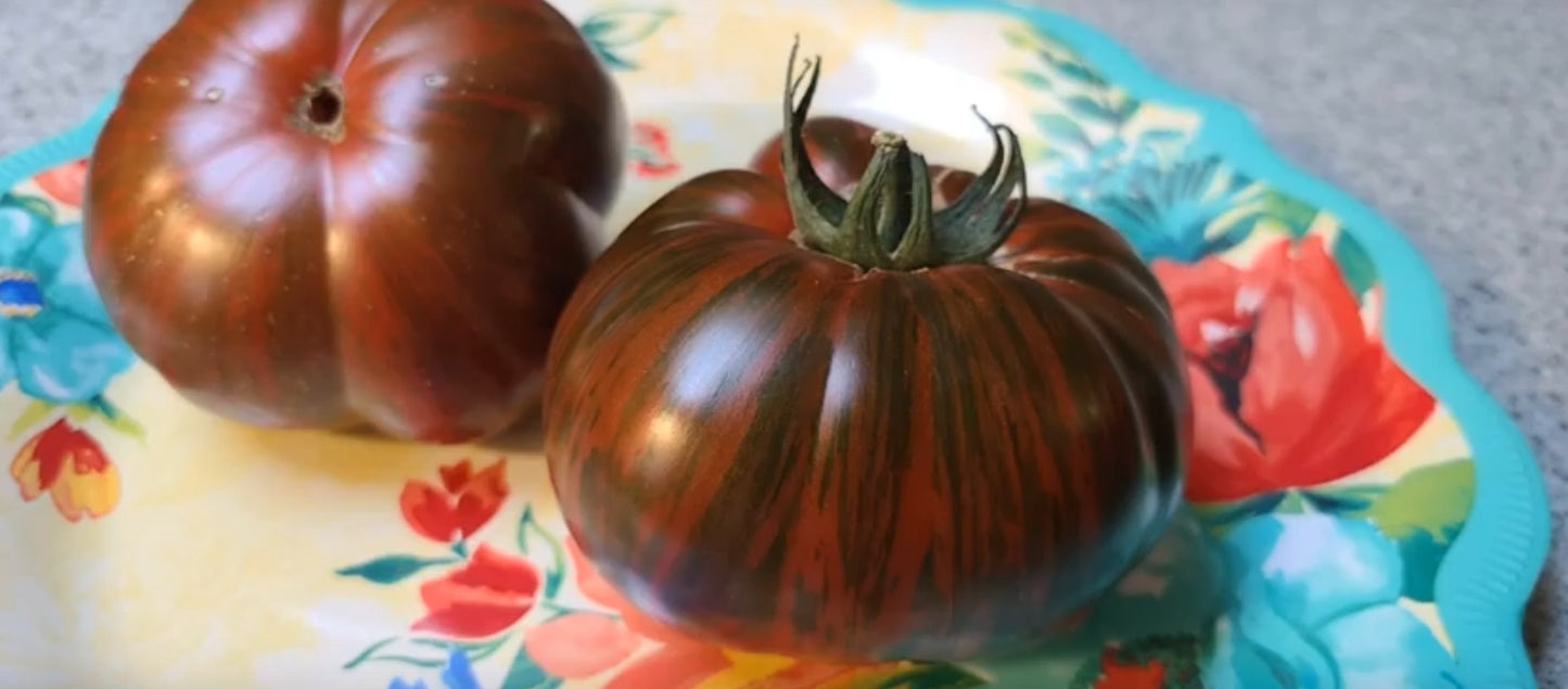 Tomate "Chocolate Stripes"