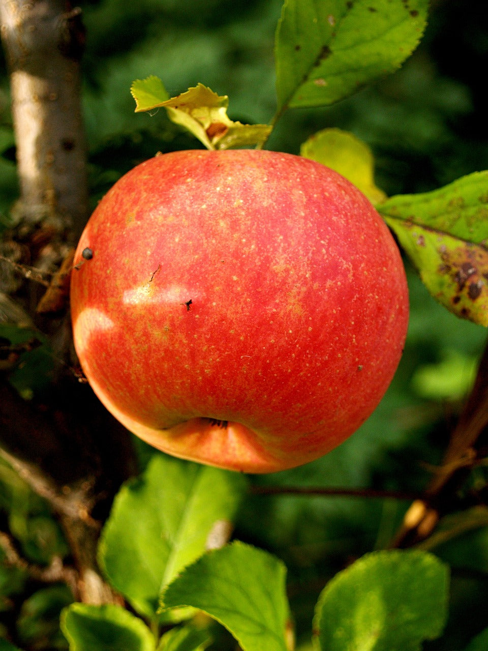 Pommier "Coquette d'auvergne"