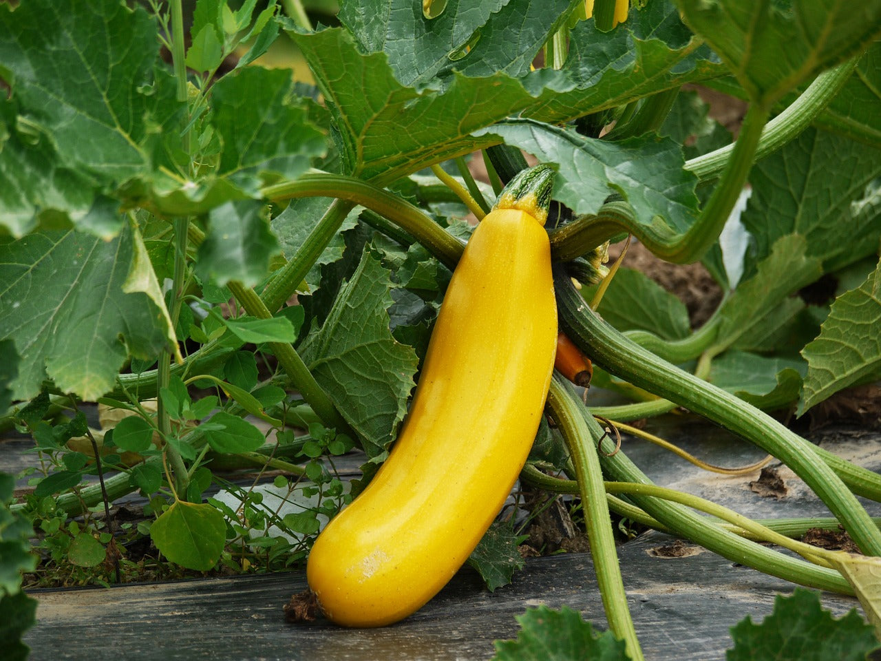 Courgette jaune "Reihnau gold"