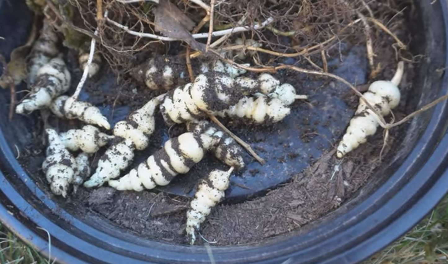 Crosnes du japon (stachys affinis)