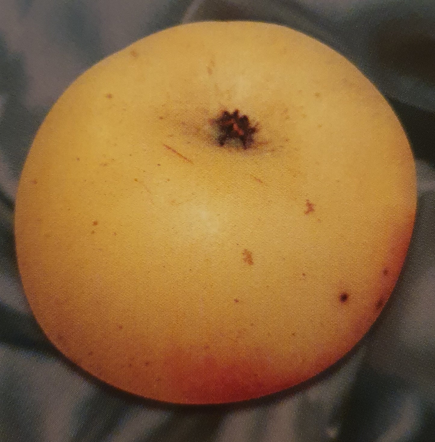 Pommier "D'espagne"// "Reinette d'espagne"