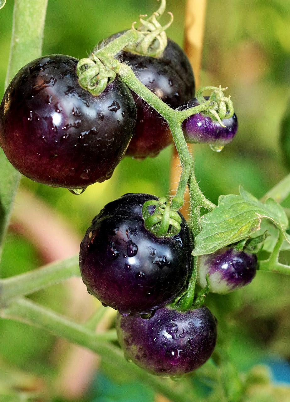 Tomate "Danse avec les shtroumpf