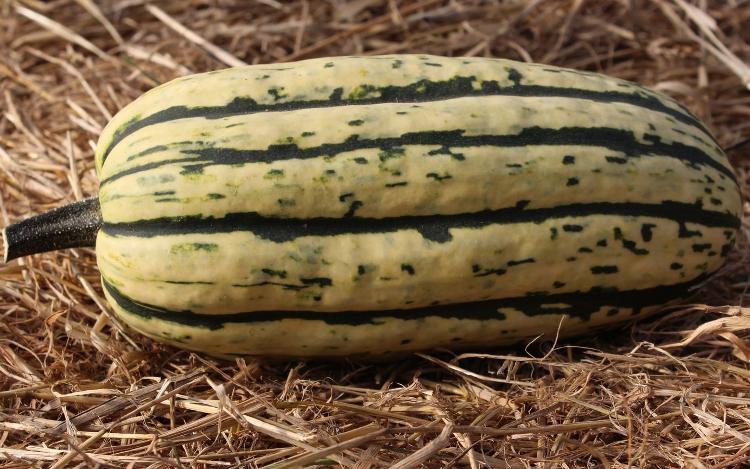 Courge Bush delicata