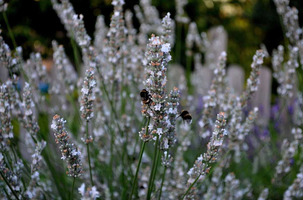 Lavande Blanche "Edelweiss" (lavandula angustifolia)